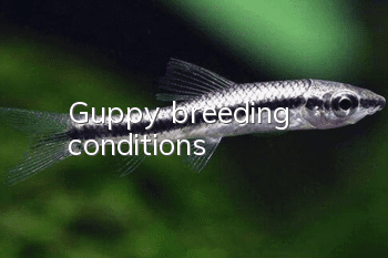 Guppy breeding conditions