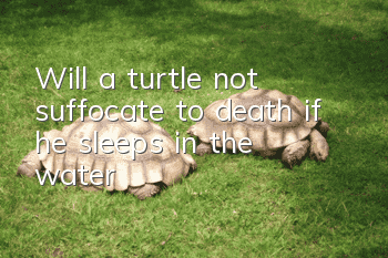 Will a turtle not suffocate to death if he sleeps in the water?