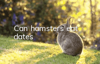 Can hamsters eat dates?