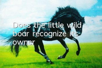 Does the little wild boar recognize its owner?