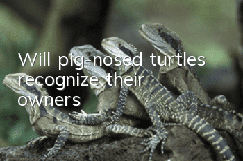 Will pig-nosed turtles recognize their owners?