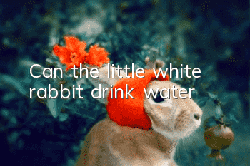 Can the little white rabbit drink water?