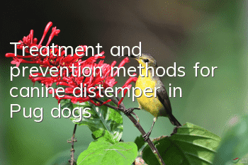 Treatment and prevention methods for canine distemper in Pug dogs