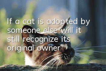 If a cat is adopted by someone else, will it still recognize its original owner?