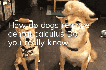 How do dogs remove dental calculus? Do you really know?