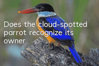 Does the cloud-spotted parrot recognize its owner?