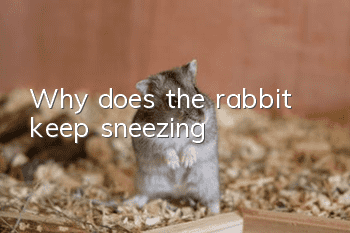 Why does the rabbit keep sneezing?