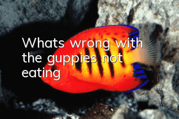 What's wrong with the guppies not eating?