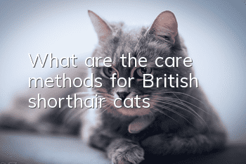 What are the care methods for British shorthair cats?