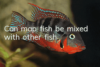 Can map fish be mixed with other fish?