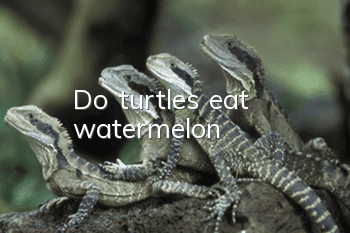 Do turtles eat watermelon?