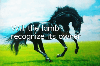 Will the lamb recognize its owner?