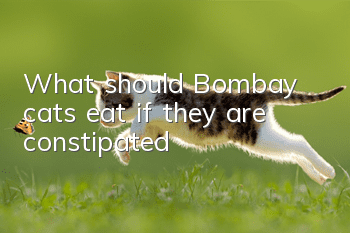 What should Bombay cats eat if they are constipated?