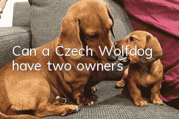 Can a Czech Wolfdog have two owners?