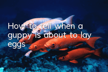 How to tell when a guppy is about to lay eggs