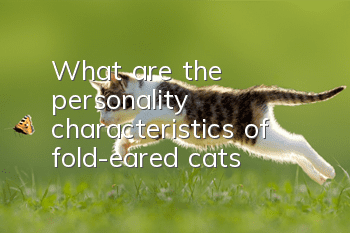 What are the personality characteristics of fold-eared cats?