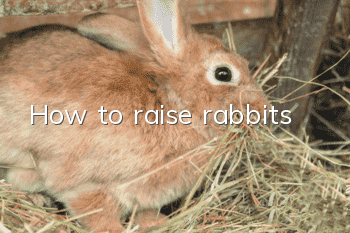 How to raise rabbits