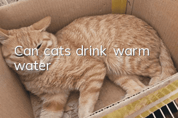 Can cats drink warm water?