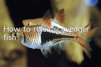 How to raise scavenger fish