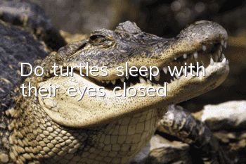 Do turtles sleep with their eyes closed?