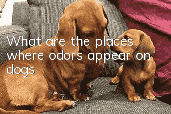 What are the places where odors appear on dogs?