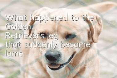 What happened to the Golden Retriever's leg that suddenly became lame?