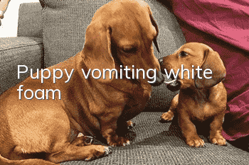 Puppy vomiting white foam