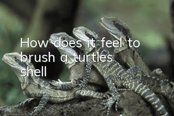 How does it feel to brush a turtle's shell?