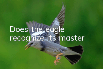 Does the eagle recognize its master?