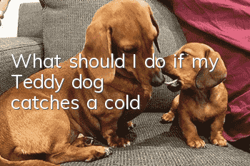 What should I do if my Teddy dog ​​catches a cold?