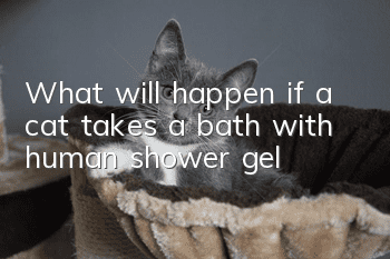 What will happen if a cat takes a bath with human shower gel?