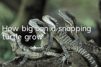 How big can a snapping turtle grow?