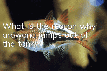 What is the reason why arowana jumps out of the tank?