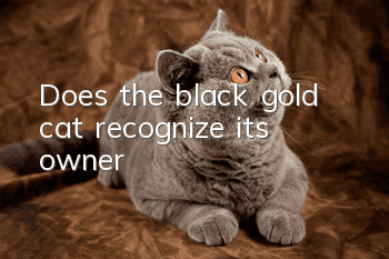 Does the black gold cat recognize its owner?