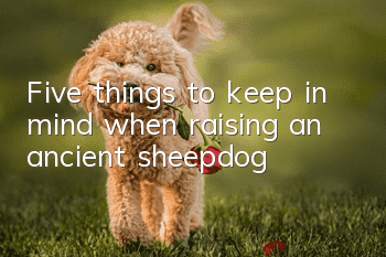 Five things to keep in mind when raising an ancient sheepdog