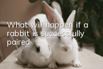 What will happen if a rabbit is successfully paired?