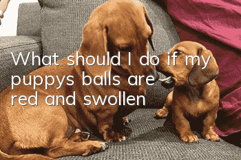 What should I do if my puppy’s balls are red and swollen?