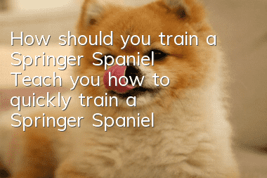 How should you train a Springer Spaniel? Teach you how to quickly train a Springer Spaniel!