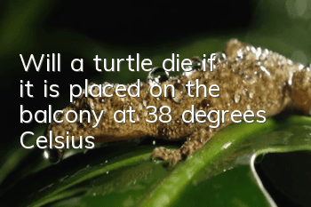 Will a turtle die if it is placed on the balcony at 38 degrees Celsius?