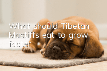 What should Tibetan Mastiffs eat to grow faster?