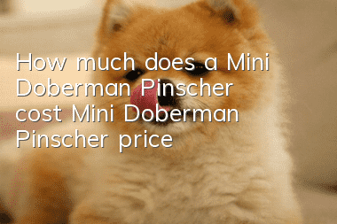 How much does a Mini Doberman Pinscher cost? Mini Doberman Pinscher price!