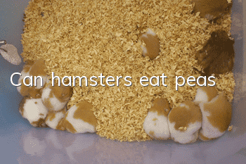 Can hamsters eat peas?