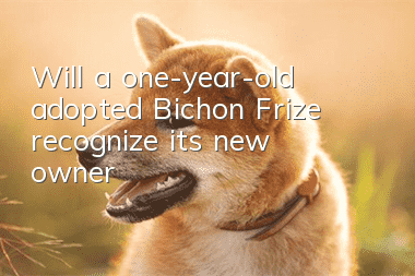 Will a one-year-old adopted Bichon Frize recognize its new owner?