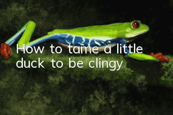 How to tame a little duck to be clingy