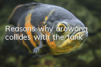 Reasons why arowana collides with the tank