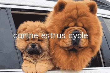 canine estrus cycle