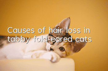 Causes of hair loss in tabby fold-eared cats