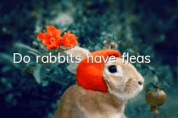 Do rabbits have fleas?