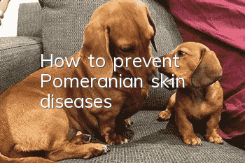 How to prevent Pomeranian skin diseases