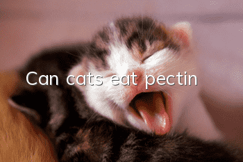 Can cats eat pectin?